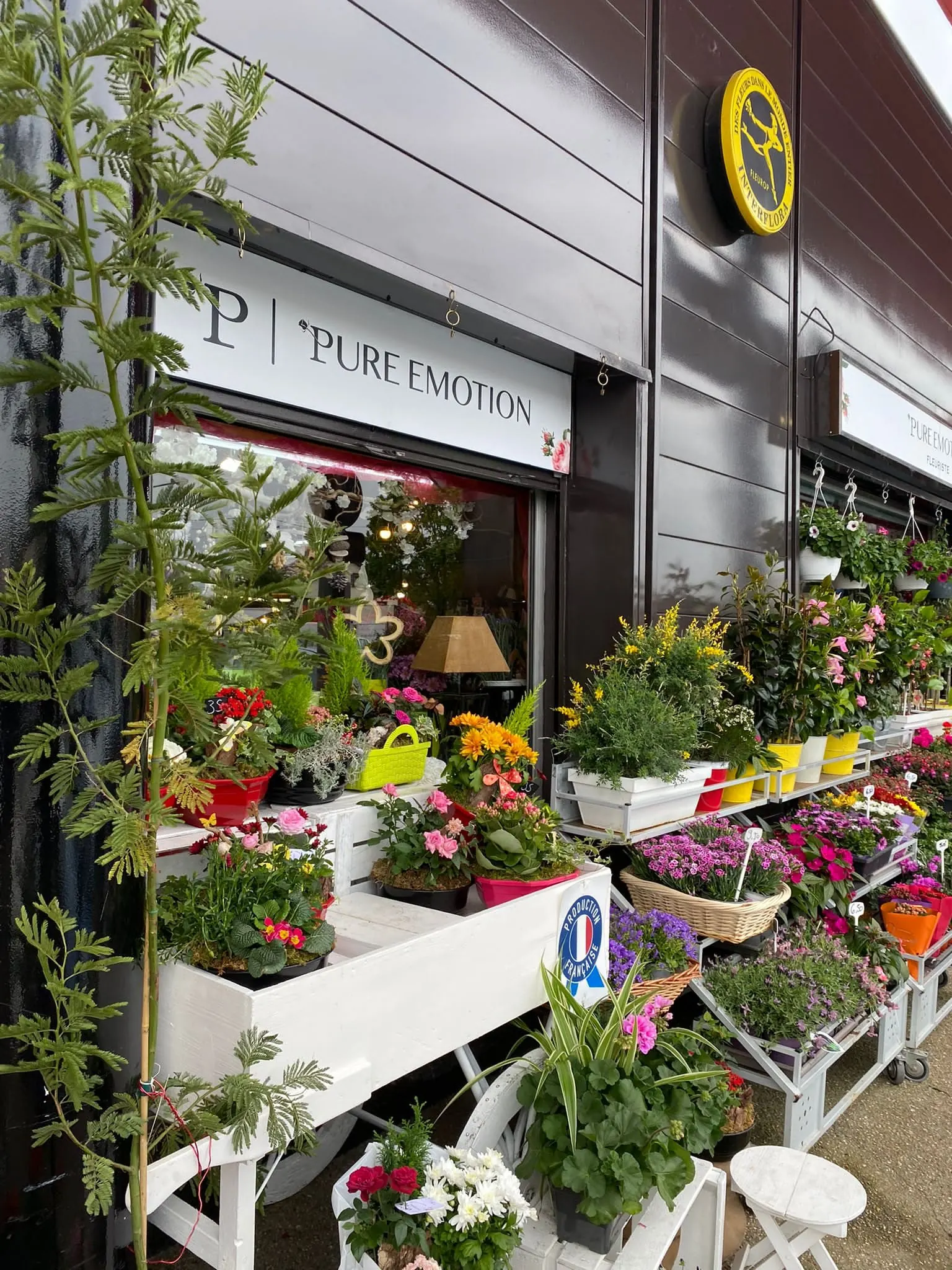 Étal de plantes fleuries devant la vitrine Pure Émotion, sous l'enseigne de la boutique