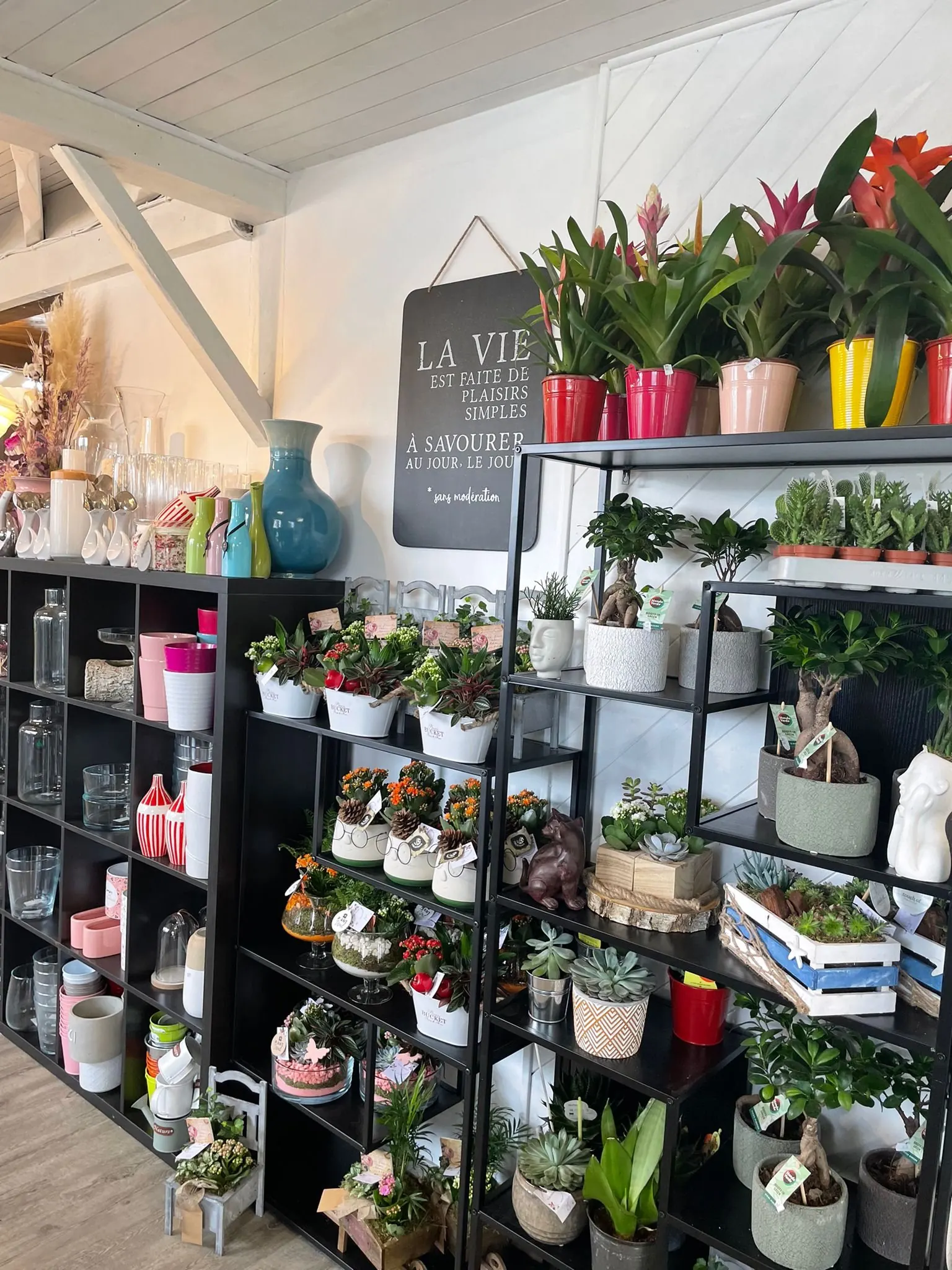 Étagères de plantes d'intérieur, succulentes, vases et cache-pots dans la boutique Pure Émotion